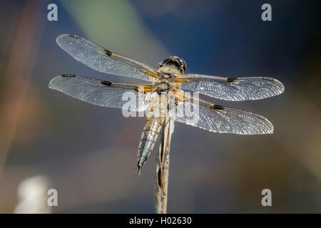 Vier - libellula gesichtet, vier-Chaser gesichtet, vier Spot (Libellula quadrimaculata), sitzend, Deutschland, Bayern Stockfoto