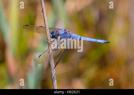 Die Südeuropäischen Skimmer (Orthetrum Brunneum), männlich, Deutschland, Bayern Stockfoto