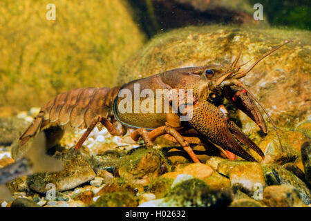 Europäische Flusskrebse, Noble Crayfish, Breit-fingered Flusskrebs (astacus Astacus astacus, Fluviatilis), weiblich, Deutschland Stockfoto
