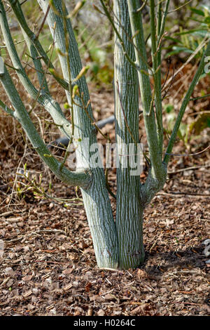 Kyushu Ahorn, roter Ahorn (Acer capillipes Snakebark), Leitungsbündel, Österreich, Wien Stockfoto