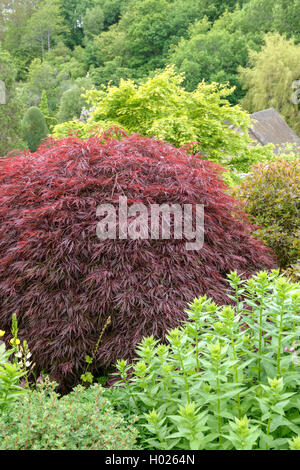 Japanischer Ahorn (Acer palmatum 'Granat', Acer palmatum Garnet), Sorte Granat Stockfoto