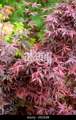 Japanischer Ahorn (Acer palmatum's keeter Besen', Acer palmatum Kimmkorns Besen), Sorte Skeeter Besen Stockfoto