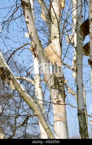 Weiß bellte Himalaya Birke (Betula utilis 'Doorenbos', Betula utilis Doorenbos), Trunks, Sorte Doorenbos Stockfoto