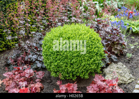 Gemeinsame, Buchsbaum (Buxus sempervirens uffruticosa', Buxus sempervirens Suffruticosa), Sorte Suffruticosa, Deutschland Stockfoto