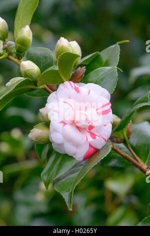 Japanische Kamelie (Camellia japonica 'Contessa Lavinia", Camellia japonica Contessa Lavinia), Sorte Contessa Lavinia Stockfoto