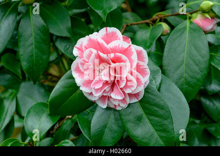 Japanische Kamelie (Camellia japonica 'Herme', Camellia japonica Herme), Sorte Herme Stockfoto