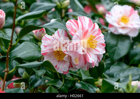 Japanische Kamelie (Camellia japonica 'Tricolor', Camellia japonica Tricolor), Sorte Tricolor Stockfoto