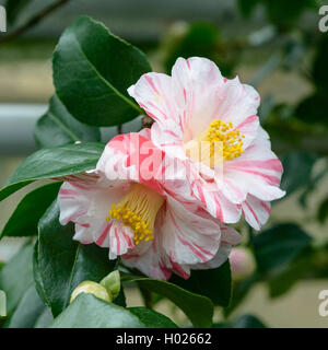 Japanische Kamelie (Camellia japonica 'Tricolor', Camellia japonica Tricolor), Sorte Tricolor Stockfoto