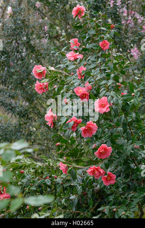 Japanische Kamelie (Camellia japonica 'Intervall', Camellia japonica Intervall), Sorte Intervall Stockfoto