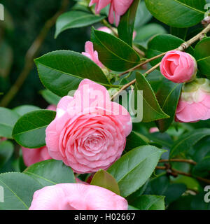 Japanische Kamelie (Camellia japonica accoi', Camellia japonica), Sorte Saccoi Saccoi Stockfoto