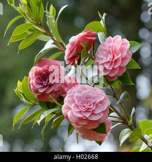 Japanische Kamelie (Camellia japonica 'Tahiti', Camellia japonica Tahiti), Sorte Tahiti Stockfoto