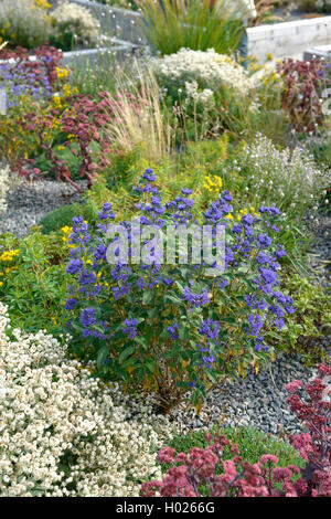 Blau Bart, blaue Fabrikantenvilla (Caryopteris x clandonensis 'Grand bleu' Caryopteris x clandonensis Grand Bleu, Caryopteris clandonensis 'Grand bleu', Caryopteris clandonensis Grand Bleu), Sorte Grand Blue Stockfoto