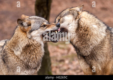 Europäische grauer Wolf (Canis lupus Lupus), beißen die Hemmung der zwei Wölfe, Deutschland, Niedersachsen Stockfoto