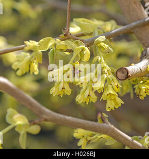 Buttercup Winter Hazel (Corylopsis pauciflora), blloming Zweig, Österreich Stockfoto