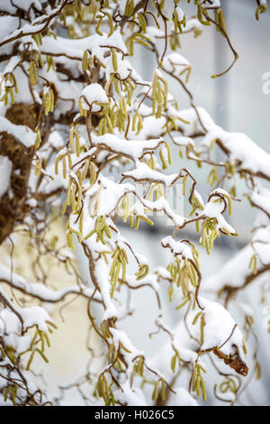 Korkenzieher Hasel, gemeinsame Hasel (Corylus avellana 'Contorta' Corylus avellana Contorta), Zweig mit Knospen mit Schnee, Deutschland, Sachsen Stockfoto