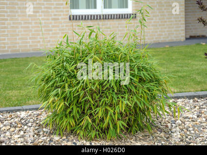 Fargesia Murieliae 'Simba' Bambus Stockfotografie - Alamy