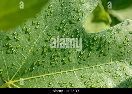 Essbare Feige, Feige, Feigenbaum (Ficus Carica), Wassertropfen auf ein Feigenblatt