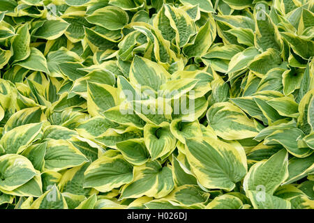 Wegerich Lily (Hosta 'breiten Rand', Hosta mit breiter Krempe), Sorte mit breiter Krempe Stockfoto