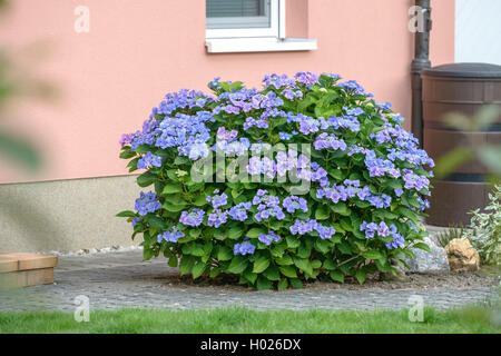 Garten Hortensien, spitze Kappe Hortensie (Hydrangea Macrophylla 'Blaumeise', Hydrangea macrophylla Blaumeise Blaumeise), Sorte, Deutschland Stockfoto
