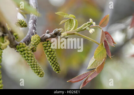 Walnuss (Juglans regia), blühender Zweig, Deutschland Stockfoto