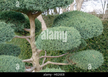 Amerikanische Juniper, Eastern Red Cedar (Juniperus virginiana "Hetz", Juniperus virginiana Hetz), Sorte Hetz Stockfoto