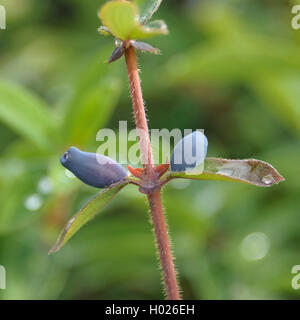 Honeyberry, Blau - tragende Geißblatt, sweetberry Geißblatt (Lonicera caerulea 'Balalaika', Lonicera caerulea Balalaika), Sorte Balalaika, mit Früchten, Deutschland, Sachsen Stockfoto