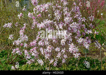 Magnolia (Magnolia x loebneri 'Leonard Messel', Magnolia x loebneri Leonard Messel), Sorte Leonard Messel Stockfoto