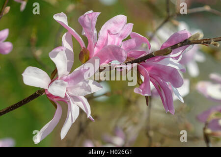 Magnolia (Magnolia x loebneri 'Leonard Messel', Magnolia x loebneri Leonard Messel), Sorte Leonard Messel Stockfoto