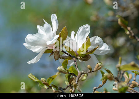 Magnolia (Magnolia x loebneri Merrill, Magnolia x loebneri Merrill), Sorte Merrill Stockfoto