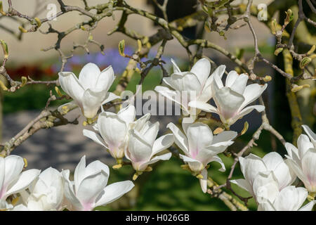 Magnolia (Magnolia 'Amabilis", Magnolia Amabilis), Sorte Amabilis Stockfoto