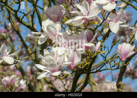 Untertasse Magnolie (Magnolia x Soulangiana, Magnolia Soulangiana, X soulangeana Magnolia, Magnolia Soulangeana), blühen Stockfoto