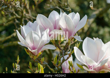 Untertasse Magnolie (Magnolia x Soulangiana, Magnolia Soulangiana, X soulangeana Magnolia, Magnolia Soulangeana), blühen Stockfoto