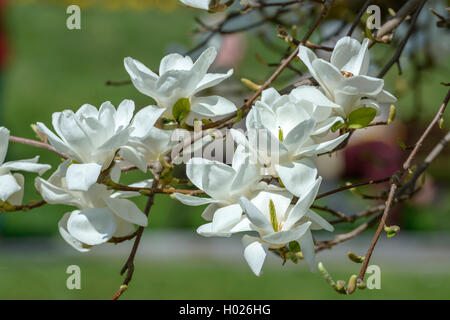 Lily Baum, Yulan (Magnolia denudata), blühende Stockfoto