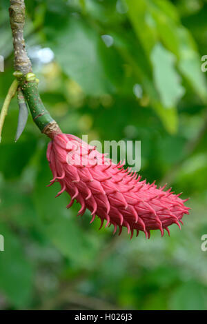 Regenschirm Magnolia, Sonnenschirm Sonnenschirm Baum, Magnolie (Magnolia tripetala), Obst Stockfoto