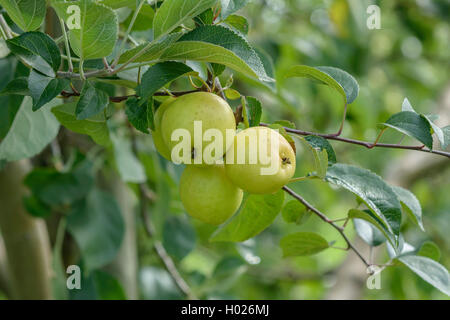 Crab Apple, wilde Crab (Malus sylvestris), reife Äpfel auf einem Baum, Deutschland Stockfoto