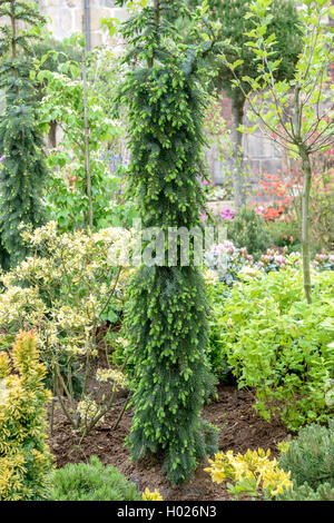 Serbische Fichte (Picea omorika 'Pendula Bruns', Picea omorika Pendula Bruns), Sorte Pendula Bruns Stockfoto