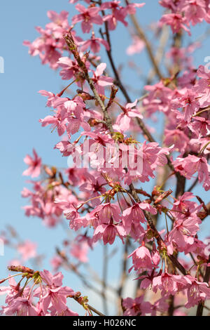 Orientalische Kirsche (Prunus 'Collingwood Ingram', Prunus Collingwood Ingram), Sorte Collingwood Ingram Stockfoto