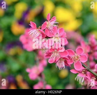 Japanische Aprikose (Prunus japanische Aprikose 'Beni-chi-dori', Prunus japanische Aprikose Beni-chi-dori), Sorte Beni-chi-dori Stockfoto