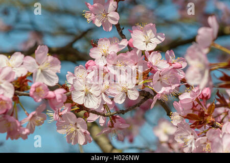 Sargent Cherry, Sargents Kirsche (Prunus Sargentii), blühen Stockfoto