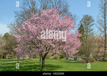 Sargent Kirsche, Sargent Cherry (Prunus Sargentii), blühen in einem Park Stockfoto