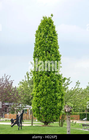 Gemeinsame Eiche, Pedunculate oak, Englischer Eiche (Quercus robur 'Fastigiata', Quercus robur Fastigiata), Sorte Fastigiata, Deutschland Stockfoto