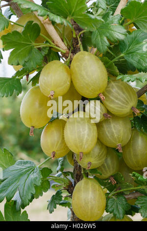 wilde Stachelbeere, europäischen Stachelbeere (Ribes Uva-Crispa 'Invicta', Ribes Uva-Crispa Invicta), Sorte Invicta Stockfoto