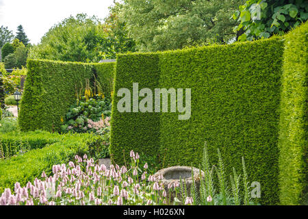 Yellow Cedar, Eastern White Cedar (Thuja occidentalis 'Brabant' Thuja occidentalis Brabant), Sorte Brabant, Niederlande Stockfoto