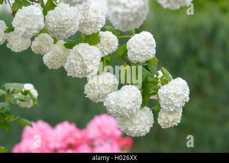 Gemeiner Schneeball, Gewoehnlicher Schneeball, Sorte Roseum Roseum (Viburnum Opulus 'Roseum', Viburnum Opulus Roseum) | guelder Stockfoto