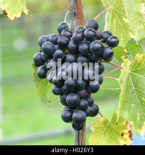 Rebe, Rebe (Vitis vinifera 'Muscat Bleu', Vitis vinifera Muscat Bleu), Sorte Muscat Bleu, Deutschland, Bayern Stockfoto