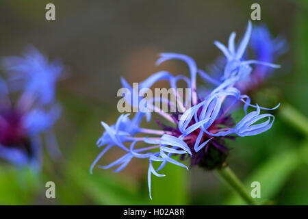 Big-Mountain-Flockenblume (Centaurea Montana). Stockfoto