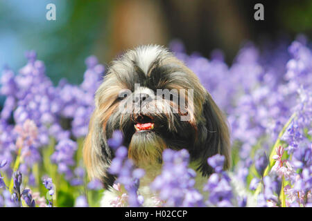 Shih Tzu (Canis lupus f. familiaris), männlicher Hund zwischen den blauen Blumen im Garten, Deutschland Stockfoto