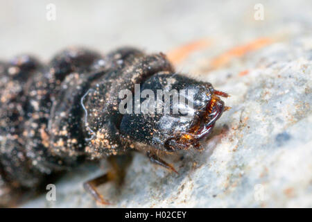 Gemeinsame cantharid, gemeinsame Soldat Käfer (Cantharis fusca), Kopf der Larve, Deutschland, Bayern, Niederbayern, Oberbayern Stockfoto