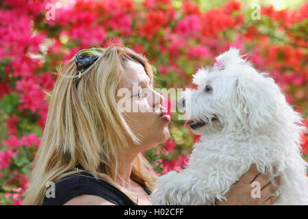 Maltesisch (Canis lupus f. familiaris), blonde Frau mit sieben Jahre alten maltesischen, Deutschland Stockfoto