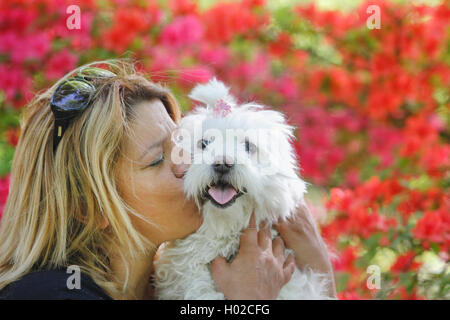 Maltesisch (Canis lupus f. familiaris), blonde Frau mit sieben Jahre alten maltesischen, Deutschland Stockfoto